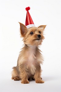 Side view of a Cute dog with red party hat celebration mammal animal.