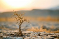 A dried tree standing alone in desert landscape outdoors climate.