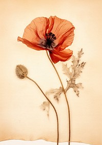 Real Pressed a califonia poppy flower plant red.