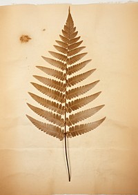 Real Pressed a fern leaf plant paper nature.