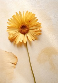 Real Pressed a herbera daisy flower sunflower petal.