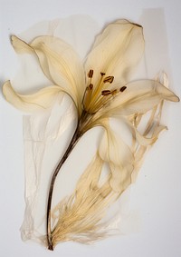 Real Pressed a madonna lily flower petal plant.