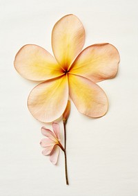 Real Pressed a plumeria flower petal plant.