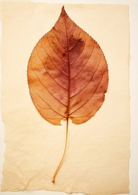 Real Pressed a rose leaf textured plant paper.