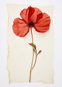 Real Pressed a red flower hibiscus poppy petal.