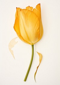 Real Pressed a yellow tulip flower petal plant.