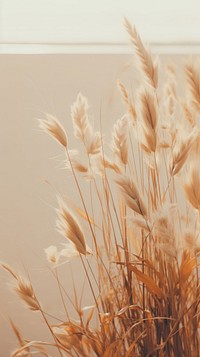  Nature plant grass wheat. 