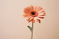  Flower petal plant daisy. AI generated Image by rawpixel.