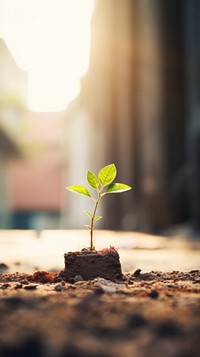  A tiny plant grown up from the ruins with sunshine outdoors nature leaf. AI generated Image by rawpixel.