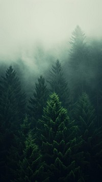  Forest outdoors woodland nature. AI generated Image by rawpixel.