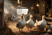Ducks livestock poultry animal. AI generated Image by rawpixel.