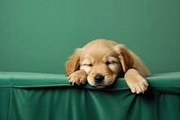  Sage green background with a Golden Retriever puppy sleeping border retriever animal mammal. AI generated Image by rawpixel.