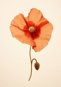 Real Pressed poppy flower plant red inflorescence.
