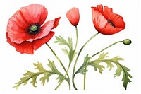 Watercolor poppy flower plant white background inflorescence.