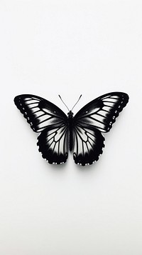 Close up butterfly insect animal black.