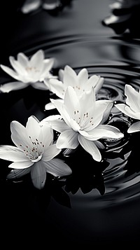 Flowers on water surface monochrome blossom nature.