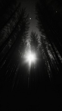 Forest light monochrome outdoors.