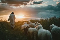 Jesus sheep livestock outdoors.