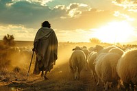 Jesus sheep photography livestock.