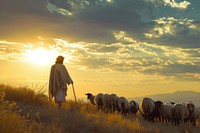 Jesus sheep livestock outdoors.