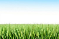 Agricultural field agriculture backgrounds outdoors.