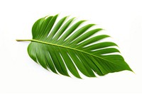 Palm leaf plant tree freshness.
