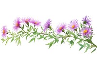 Aster watercolor border flower plant daisy.