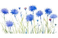 Cornflower watercolor border outdoors plant white background.