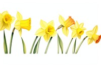 Daffodil watercolor border flower plant white background.