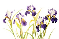 Iris flower watercolor border blossom purple petal.