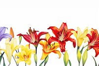 Lily watercolor border flower plant white background.