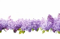 Lilac flower watercolor border blossom plant white background.