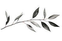 Eucalyptus plant leaf tree.