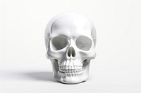 Skull white white background anthropology.