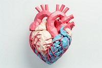 Heart anatomy cut in half outdoors blossom balloon.
