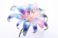 Lily iridescent flower petal plant.