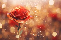 Red rose bokeh effect background backgrounds flower petal.