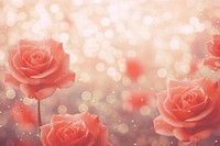 Red rose pattern bokeh effect background backgrounds abstract flower.
