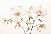 Botanical illustration magnolia flower blossom plant.