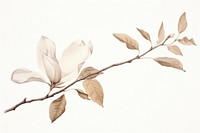 Botanical illustration magnolia flower drawing sketch.