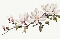 Botanical illustration magnolia flower blossom plant.