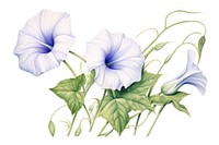 Botanical illustration morning glory flower plant white.