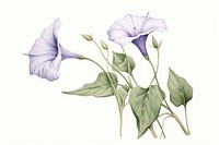 Botanical illustration morning glory flower drawing sketch.