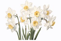 Botanical illustration narcissus flower daffodil blossom.