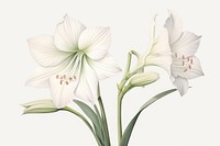 Botanical illustration amaryllis flower plant white.