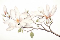 Botanical illustration blooming magnolia flower blossom plant.