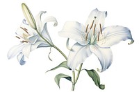 Botanical illustration blooming lily flower plant white.