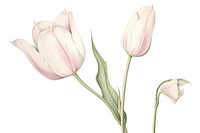 Botanical illustration blooming tulip flower plant white.