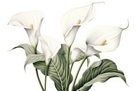 Botanical illustration calla lily flower plant white.