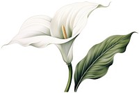 Botanical illustration calla lily flower plant white.